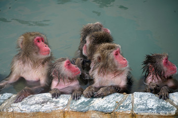 Snow monkeys in the hot spring 