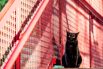 Chat noir avec un fond rouge