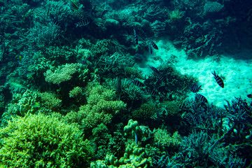Marine Life in the Red Sea. red sea coral reef with hard corals, fishes and sunny sky shining through clean water - underwater photo. toned