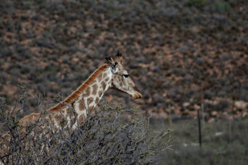 Adult giraffe in african wildlife reserve