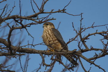 Merlin (Falco columbarius)