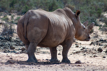 Beautiful adult white rhino male in south africa