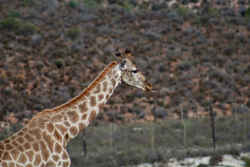 Adult giraffe in african wildlife reserve