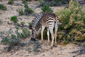 Fototapeta na wymiar Months old baby zebra foal in wildlife reserve in africa