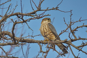 Merlin (Falco columbarius)
