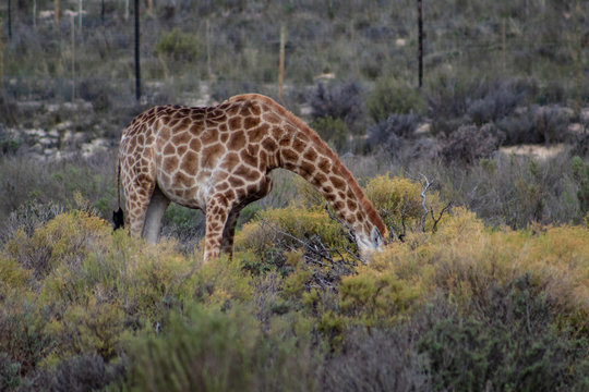 Giraffe grazing grass: head down, front legs apart