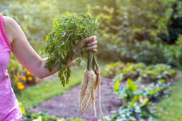 Woman is holding a root parsley vegetable in her hands. Harvesting in organic farm