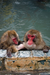 A couple of monkeys in the hot spring