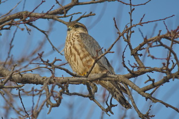 Merlin (Falco columbarius) 