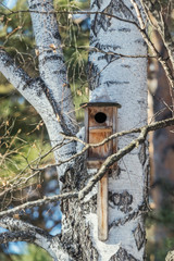 Birdhouse on a spring day at the birch
