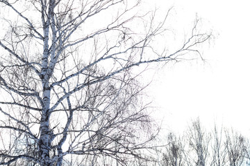 Winter forest. Landscape.