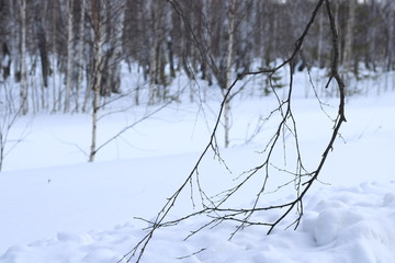 Winter forest. Landscape.