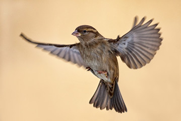 Female Sparrow, Passer domesticus, in flight with spread wings