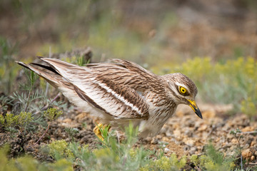 Eurasian stone curlew, Burhinus oedicnemus, in natural habitat.