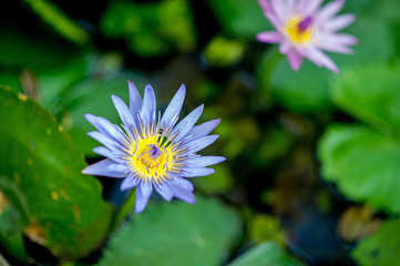 The lotus image that occurs naturally in the water Lotus view concept With copy space