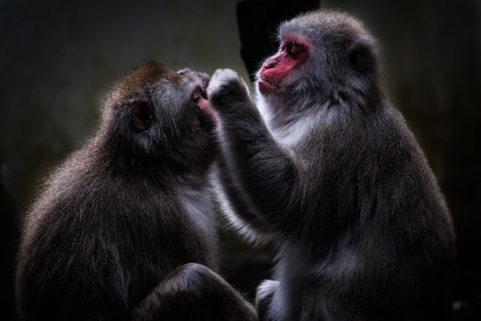 Close up of two Japanese macaques