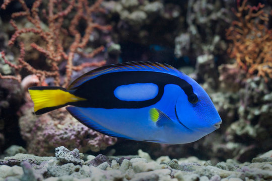 Close-up of a fish swimming by a coral reef, Indonesia