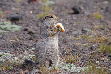 An arctic ground squirrel eating a piece of bread