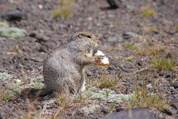 Naklejka na ściany i meble An arctic ground squirrel eating a piece of bread