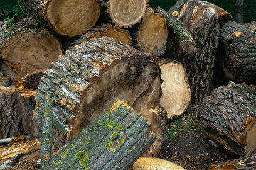 Pile of wood logs. Cut trees.