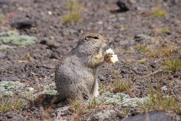 Naklejka na ściany i meble An arctic ground squirrel eating a piece of bread