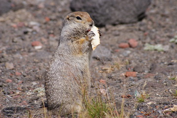 Fototapeta premium An arctic ground squirrel eating a piece of bread