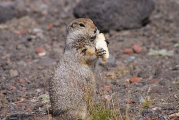 An arctic ground squirrel eating a piece of bread