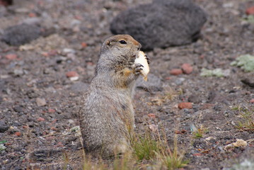 An arctic ground squirrel eating a piece of bread
