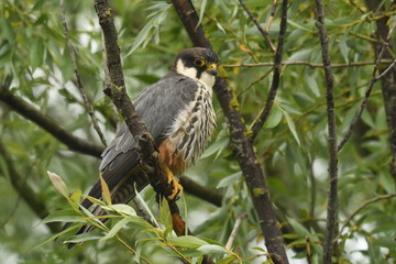 Hobby (Falco subbuteo) 