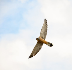 Soaring peregrine falcon. Background is blue sky and cloud - 251031376