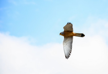 Soaring peregrine falcon. Background is blue sky and cloud - 251031382
