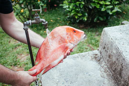 Man washing a red snapper under a tap with running water, Seychelles