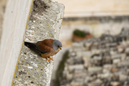 Peregrine Falcon On The Lookout For Pray, Background Is City. Wide Image Format