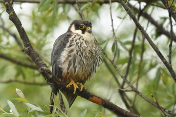Hobby (Falco subbuteo) 