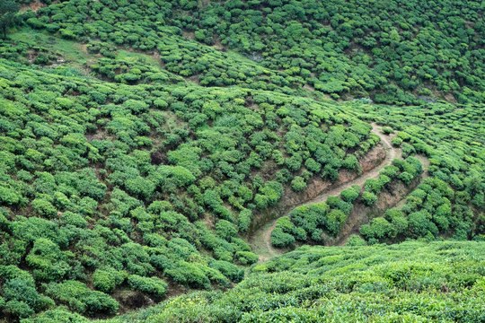 Tea Plantation From Above