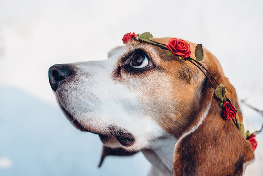 Cute beagle dog with flower headband looking up