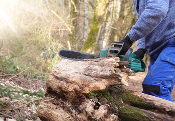 Waldarbeiter sägt baum zum gewinnung von Brennholz