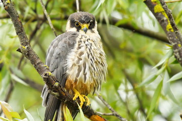 Hobby (Falco subbuteo) 