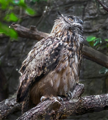 Eagle owl. Latin name - Bubo bubo