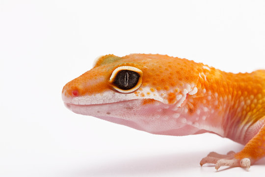 Portrait of a Leopard Gecko, Indonesia