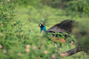 peacock in the wild sitting on a small branch behind a bush