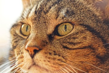 Porträt eines Katers