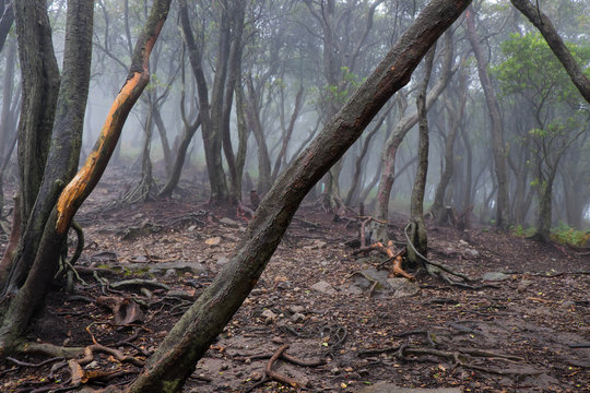 Rancabali Forest, Ciwidey,  Bandung, West Java, Indonesia