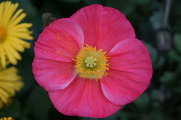 flower in park beautifully arranged