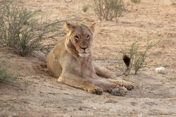 Lions of the Kalahari