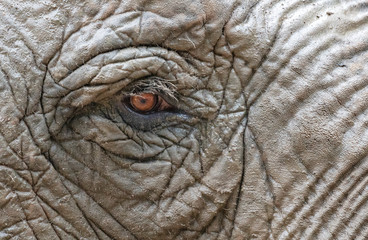 Elefant Auge