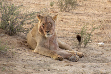 Fototapeta na wymiar Lions of the Kalahari