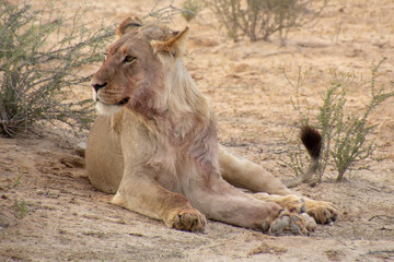 Lions of the Kalahari