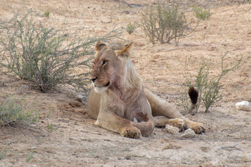 Lions of the Kalahari