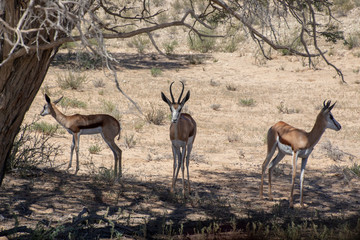 Trio of springbok